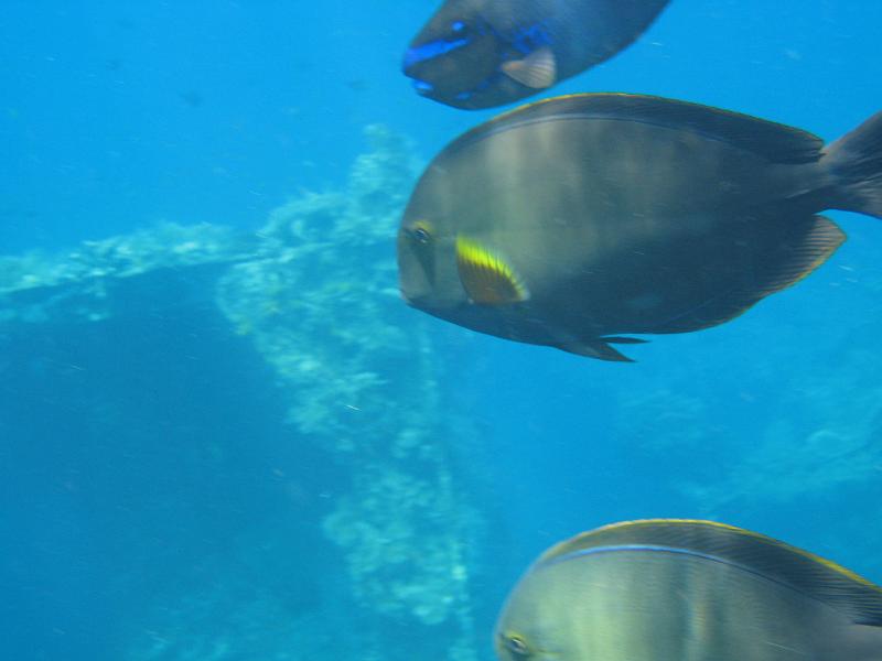 trip_bali 250 